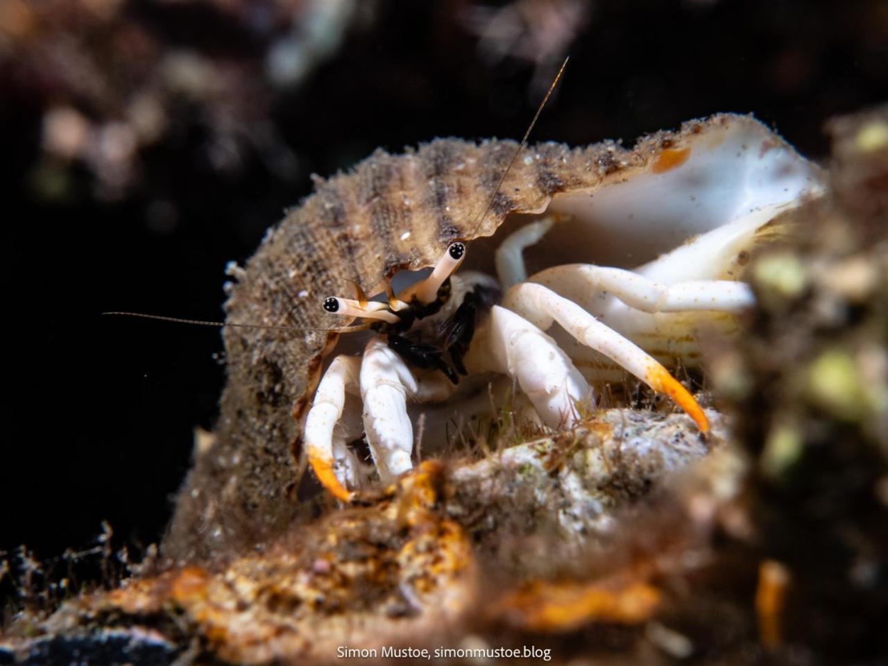 Teluk Karang Dive & Spa Resort テジャクラ エクステリア 写真