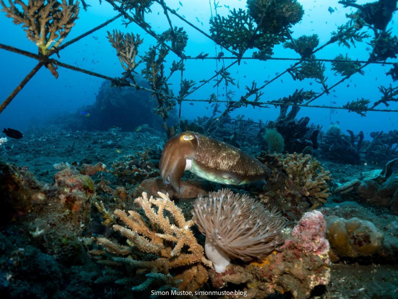 Teluk Karang Dive & Spa Resort テジャクラ エクステリア 写真